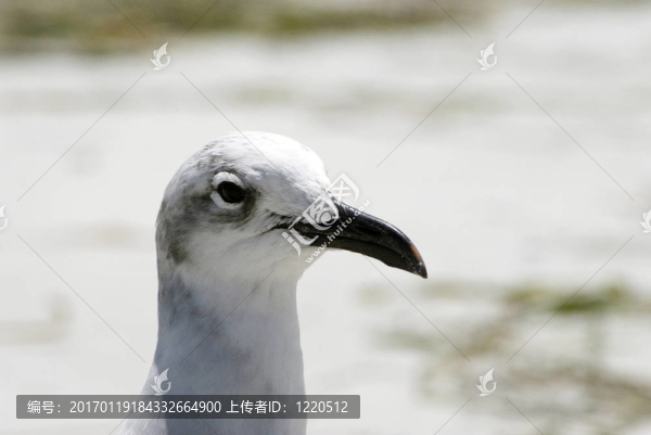 鳥佛羅里達海灘岸岸鳥沙海岸墨西哥灣公園水