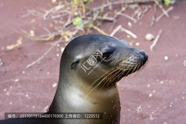 610在加拉帕戈斯群島海獅
