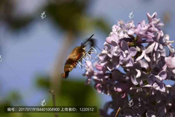 606只蜜蜂在淡紫色的花上