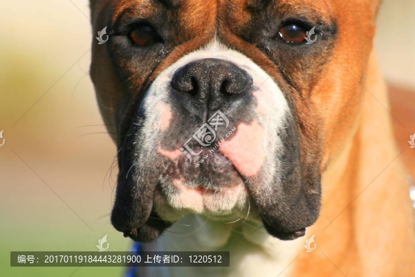 義和團(tuán)小狗的肖像