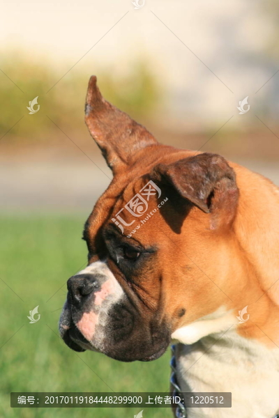 義和團(tuán)小狗的肖像