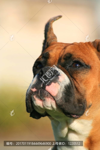 義和團小狗的肖像