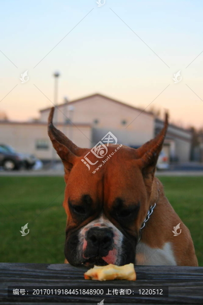 饑餓的Boxer,Puppy