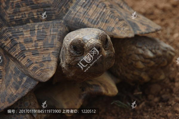 烏龜特寫：豹