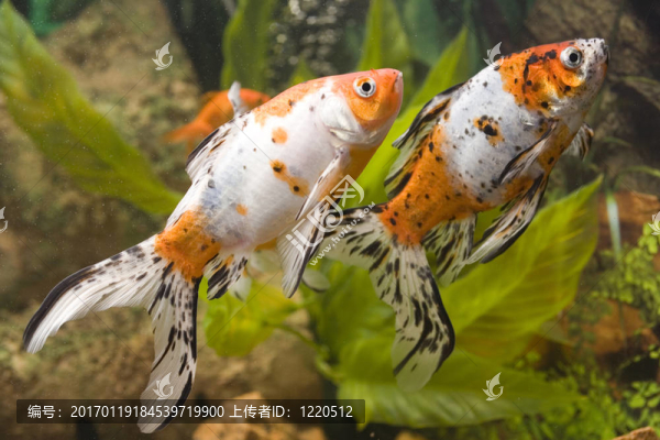 兩條金魚