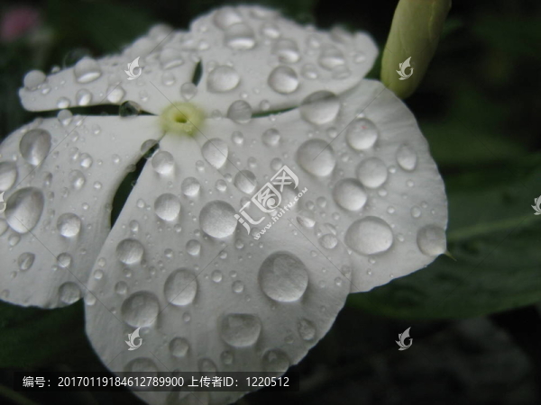 白色的花落在白色的花上