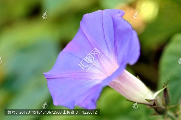 紫色的牽?；? title=