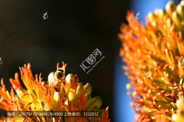 深色背景的蜜蜂