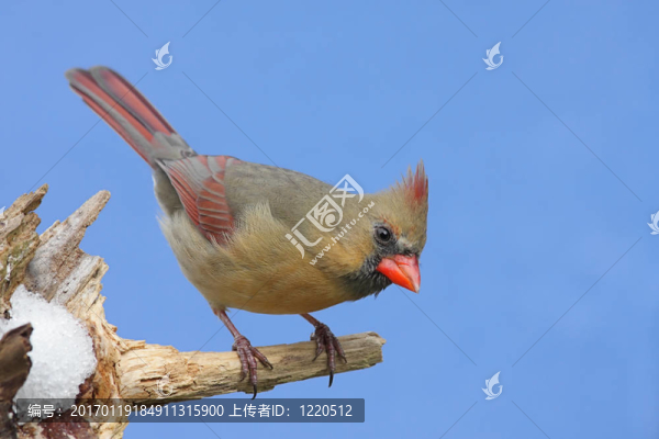 女紅衣教主