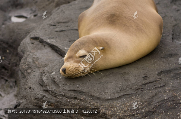 海獅在Galapagos