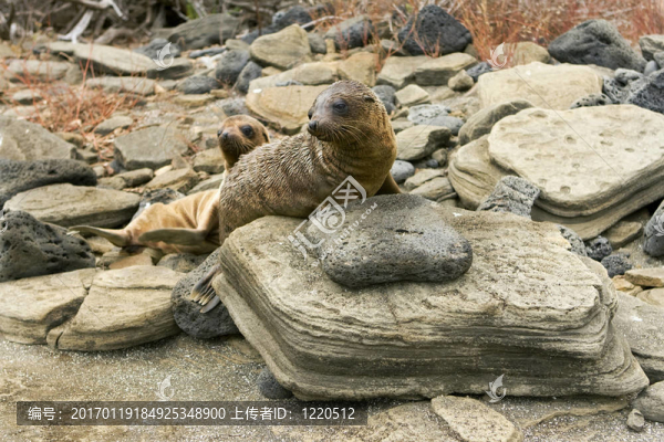 662海獅幼崽在加拉帕戈斯群島