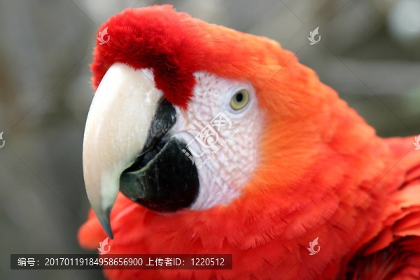 猩紅色的金剛鸚鵡