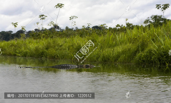 大Caiman