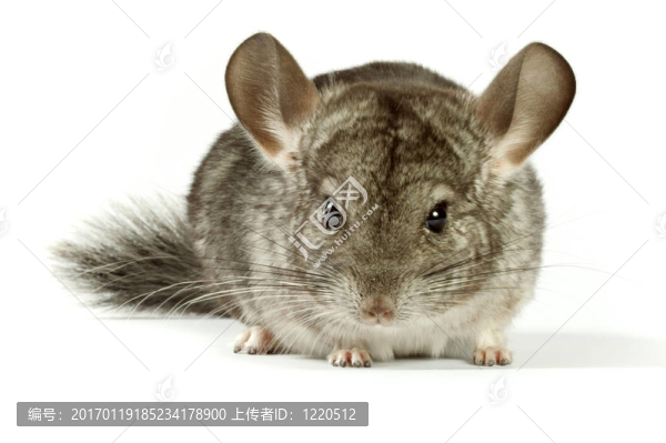 龍貓