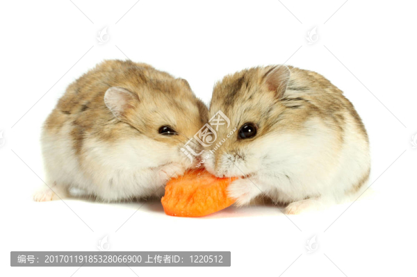 倉鼠