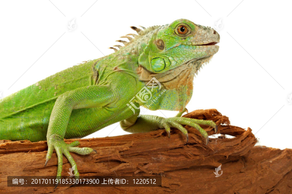 鬣蜥