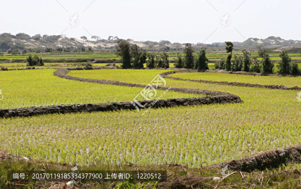 稻田-匯圖網(wǎng) www.fosd68.com 稻田