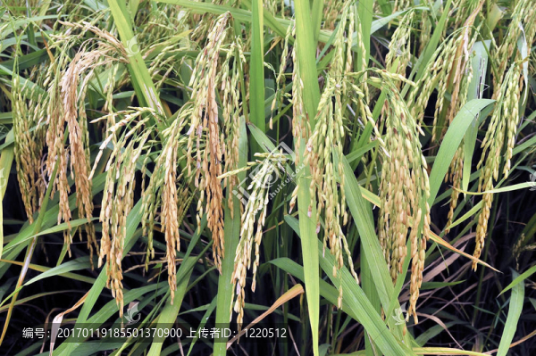 Paddy,Rice株