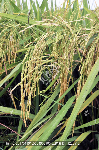 Paddy,Rice株