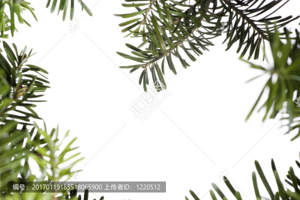 圣誕常綠背景
