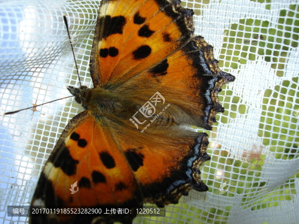 蝴蝶-匯圖網(wǎng) www.fosd68.com 蝴蝶