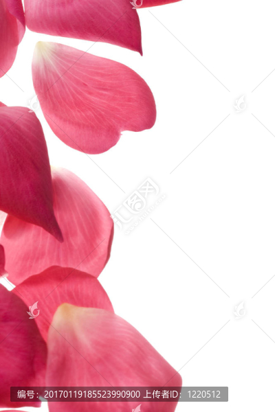 白色的粉紅色玫瑰花瓣
