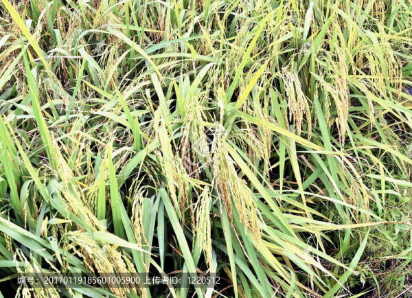 Paddy,Rice株