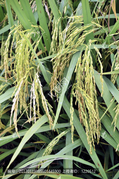 Paddy,Rice株