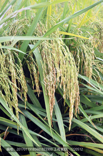 Paddy,Rice株
