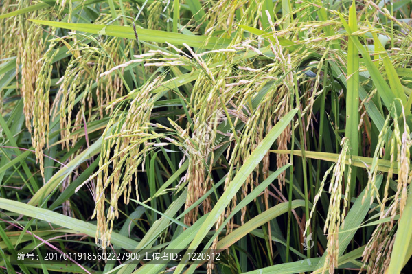 Paddy,Rice株