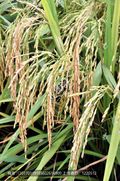 Paddy,Rice株