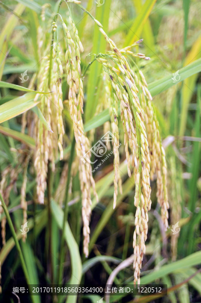 Paddy,Rice株