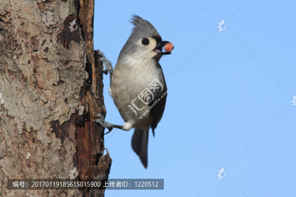 樹(shù)上的鳥(niǎo)