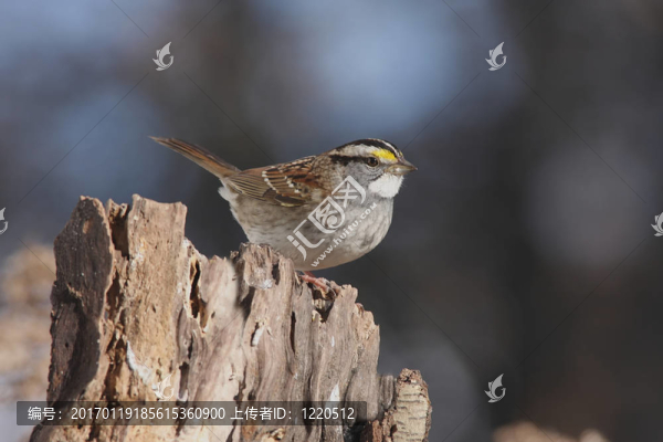 白喉Sparrow