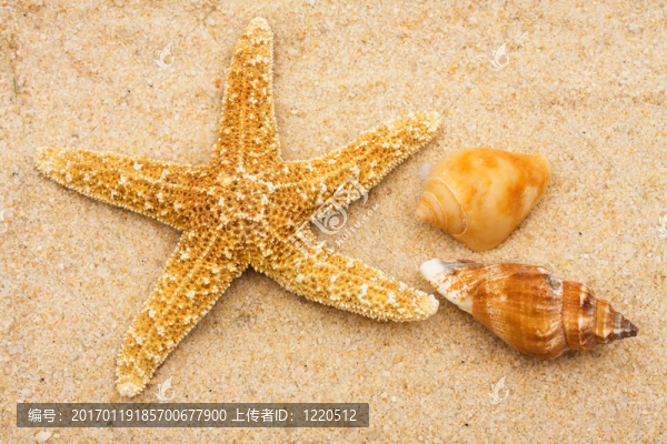 海星
