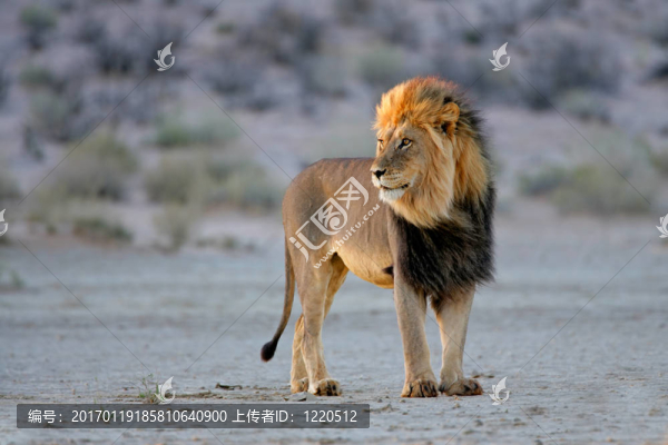 大非洲獅