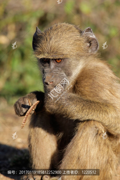 大狒狒)-匯圖網(wǎng) www.fosd68.com 大狒狒)