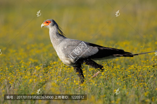 秘書鳥
