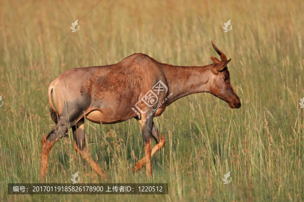 tsessebe羚羊