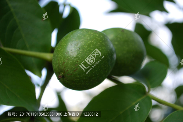 樹上的核桃樹-匯圖網(wǎng) www.fosd68.com 樹上的核桃樹