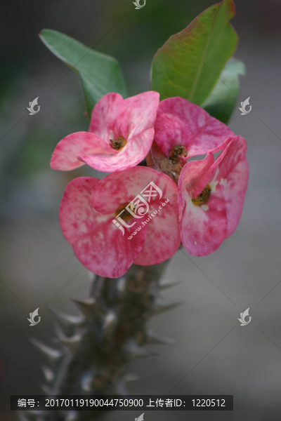 仙人掌花