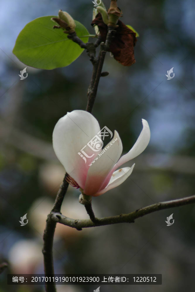 郁金香的花朵