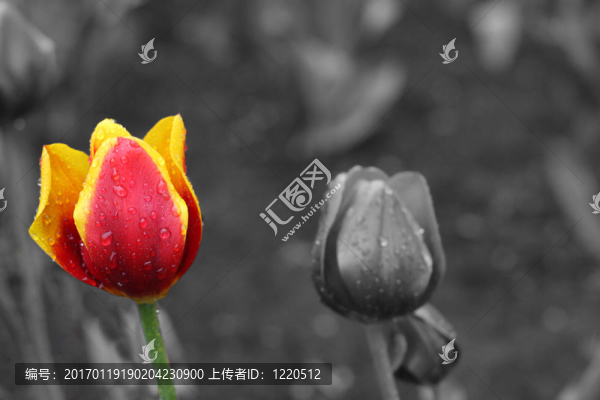郁金香花展