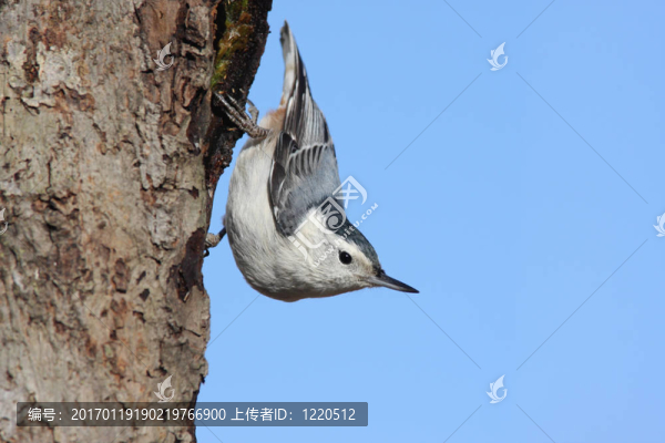鳥在樹枝上