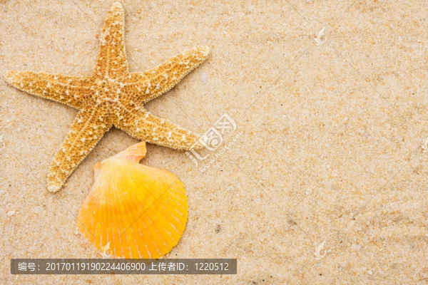 海星