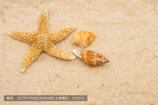 海星