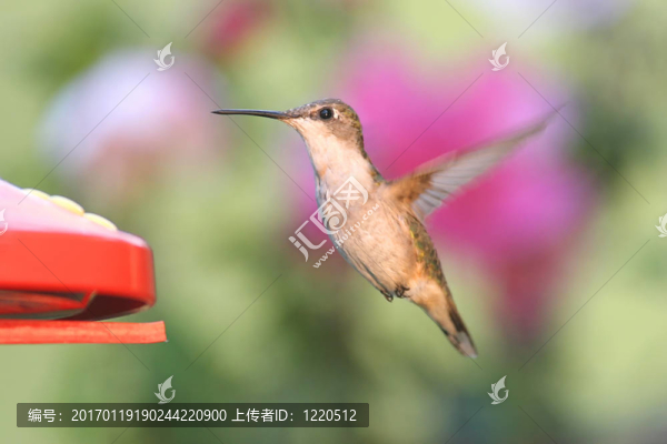 紅寶石喉蜂鳥