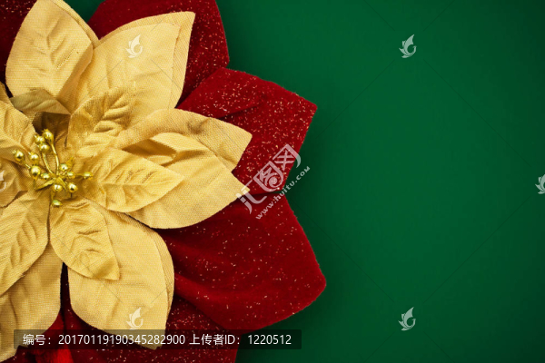 一品紅