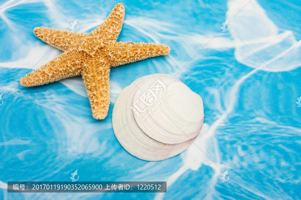 海星和貝殼