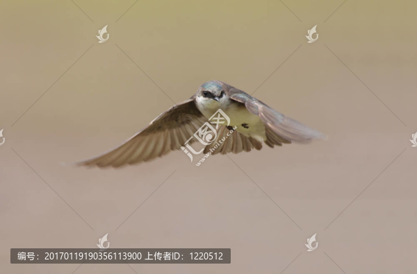 飛行的鳥